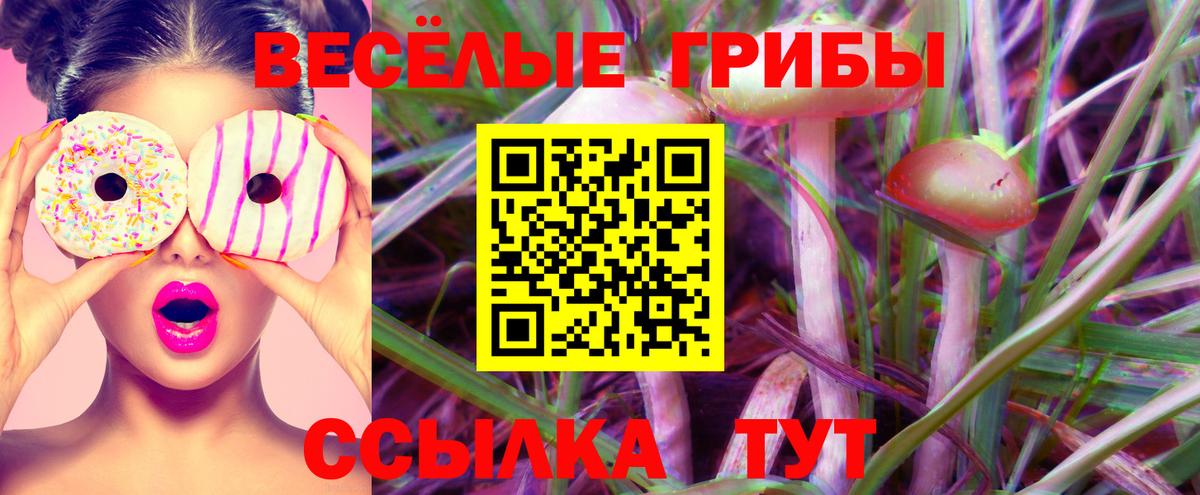 Псилоцибиновые грибы Psilocybine cubensis Саранск